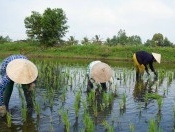 Phải làm gạo bằng cả trái tim và tâm huyết - Tân Long Group